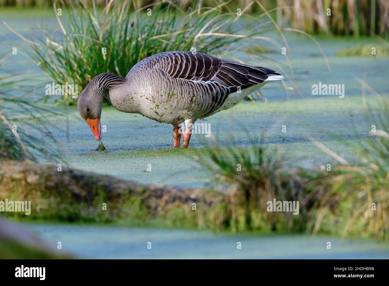 greylag goose, duck waterlens, greylag gooses Stock Photo