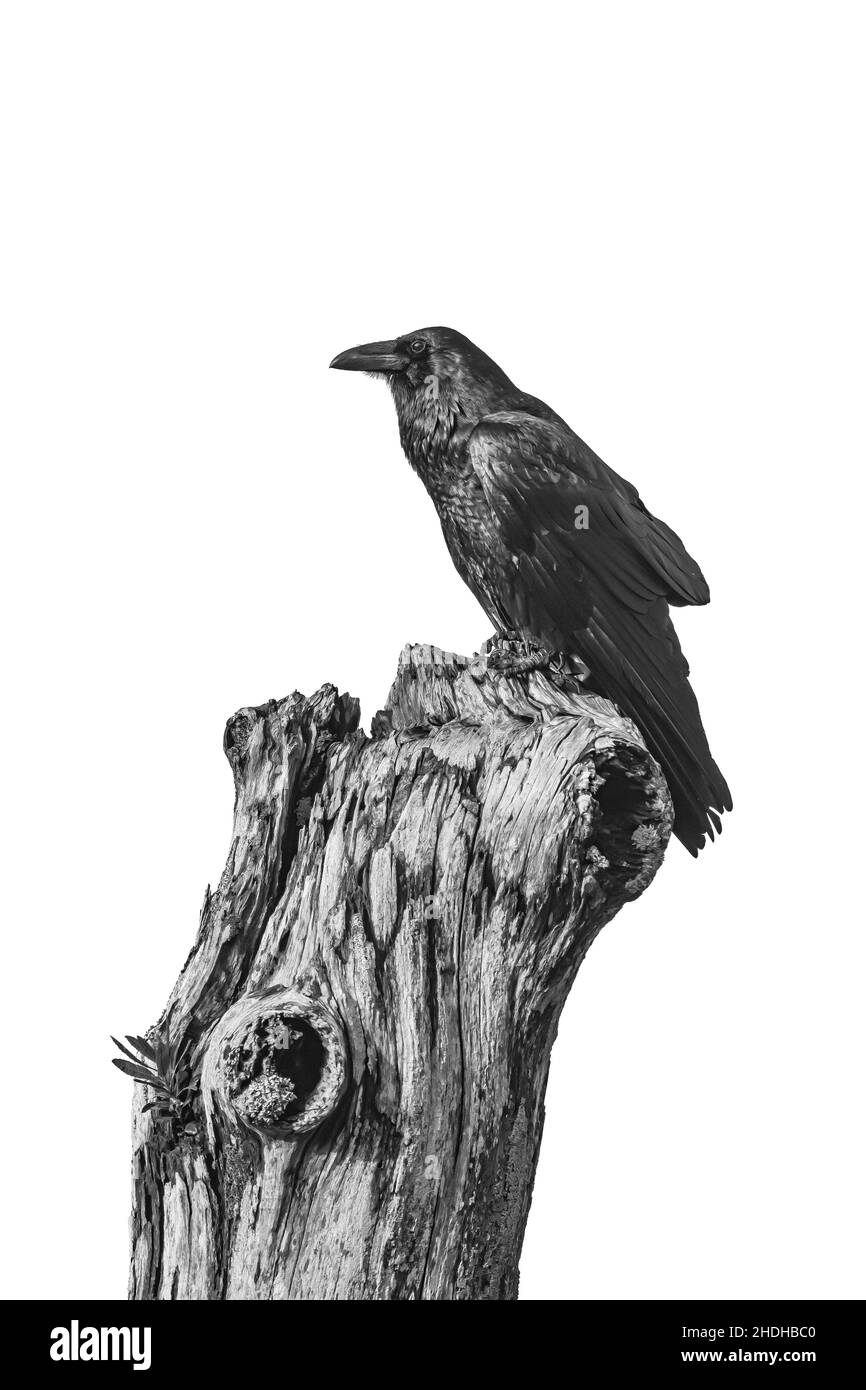 Common Raven, Corvus corax, along Gold Bluffs Beach in Prairie Creek Redwoods State Park, part of Redwood National and State Parks, California, USA Stock Photo