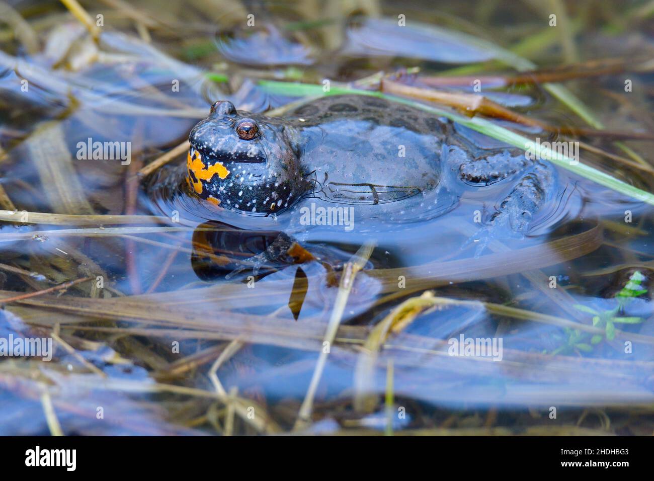 fire bellied toad, European fire-bellied toad, fire bellied toads Stock Photo