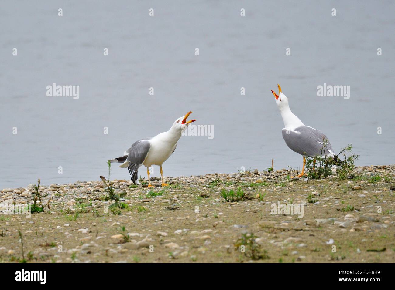animal courtship, mediterranean seagull, animal courtships Stock Photo
