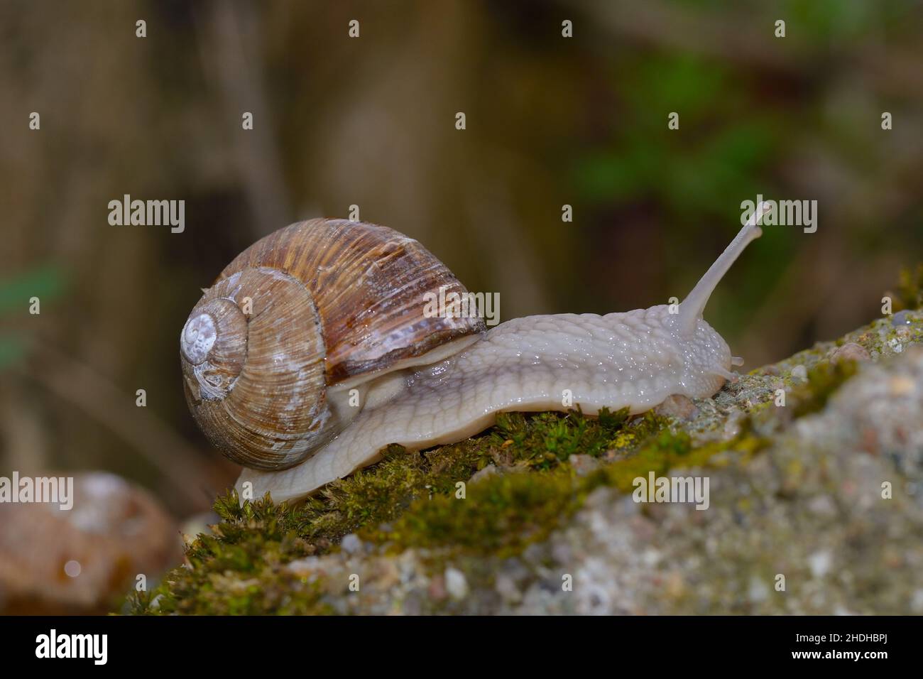 Side view snail hi-res stock photography and images - Alamy