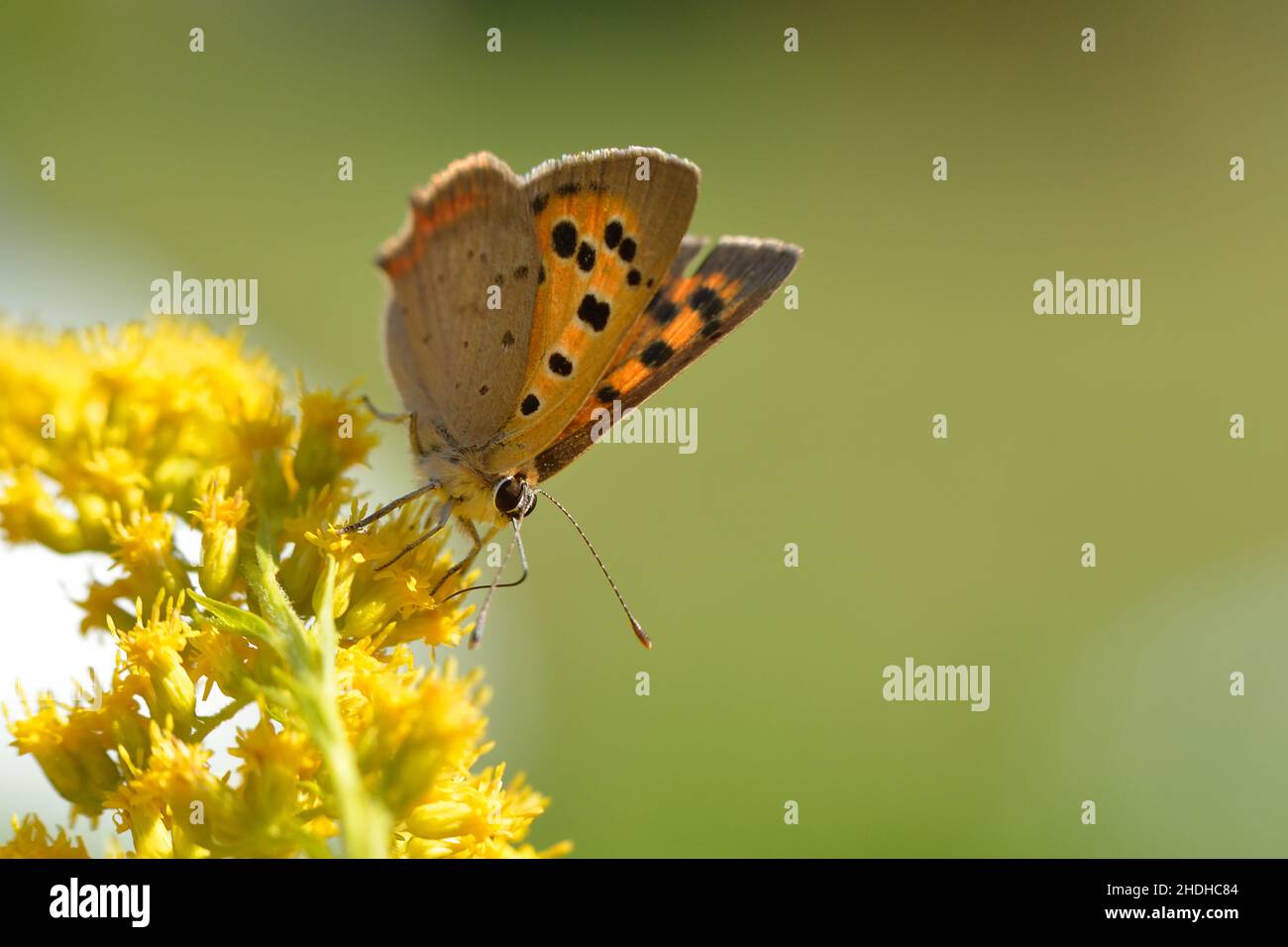 copper butterfly, copper butterflies Stock Photo Alamy