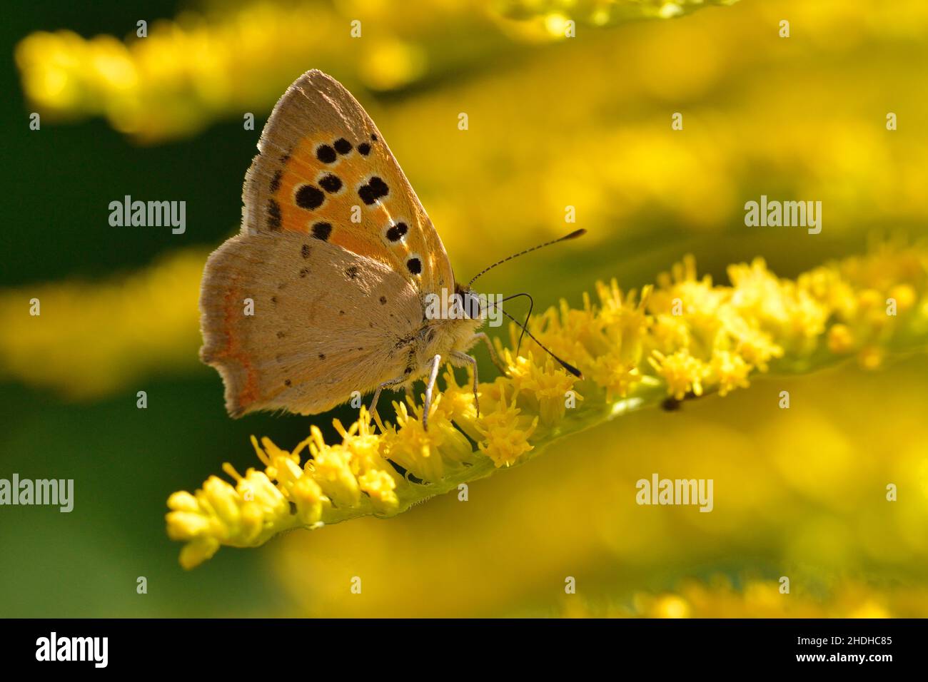 copper butterfly, copper butterflies Stock Photo Alamy