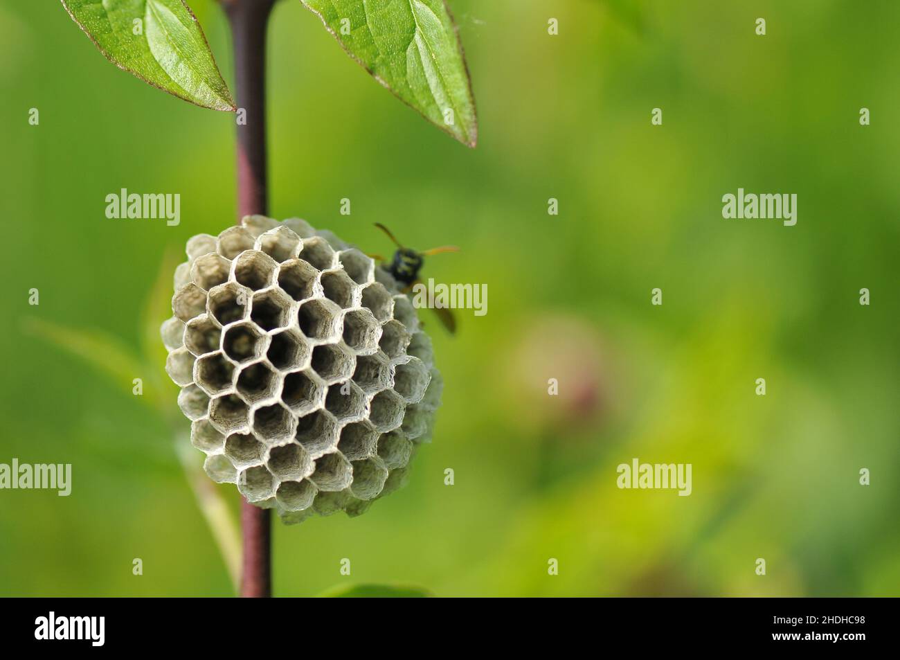 wasps nest, European paper wasp, wasps nests Stock Photo - Alamy