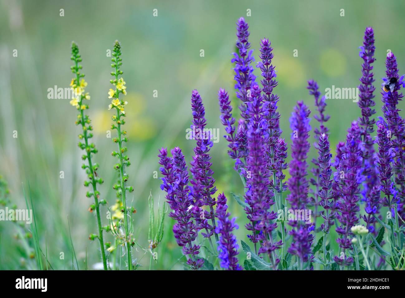 sage blossom, salvia nemorosa, sage blossoms Stock Photo Alamy