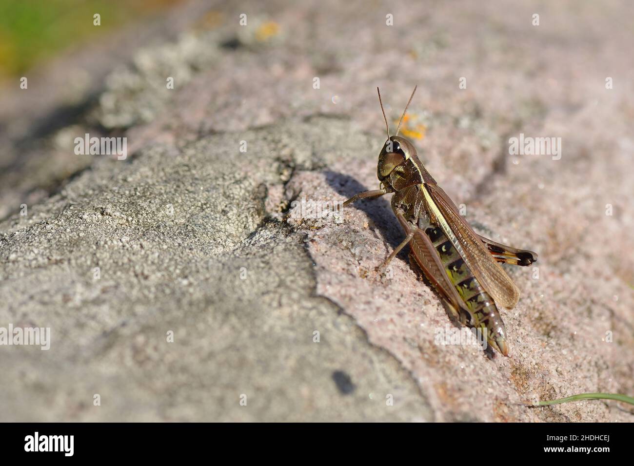 large marsh grasshopper Stock Photo - Alamy