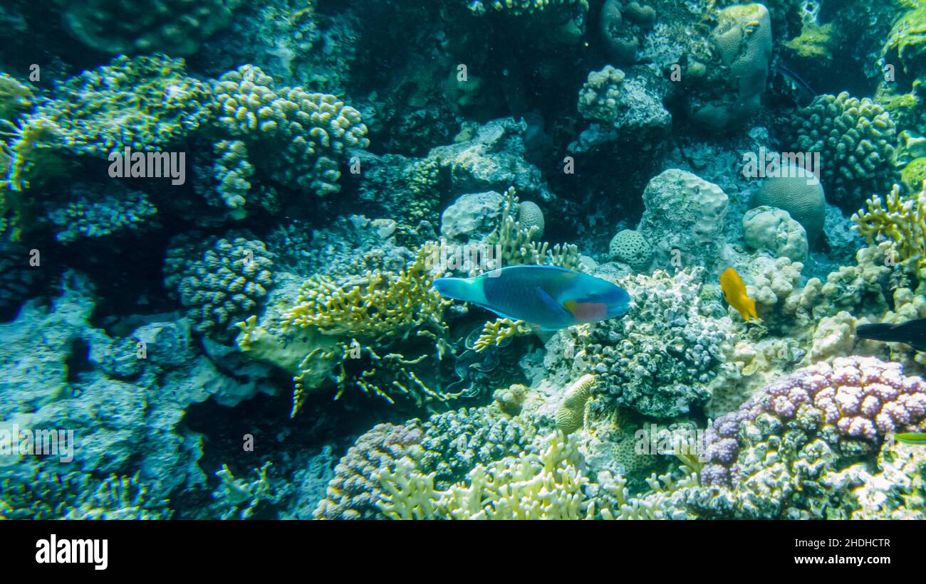 fish parrot and coral reef Stock Photo