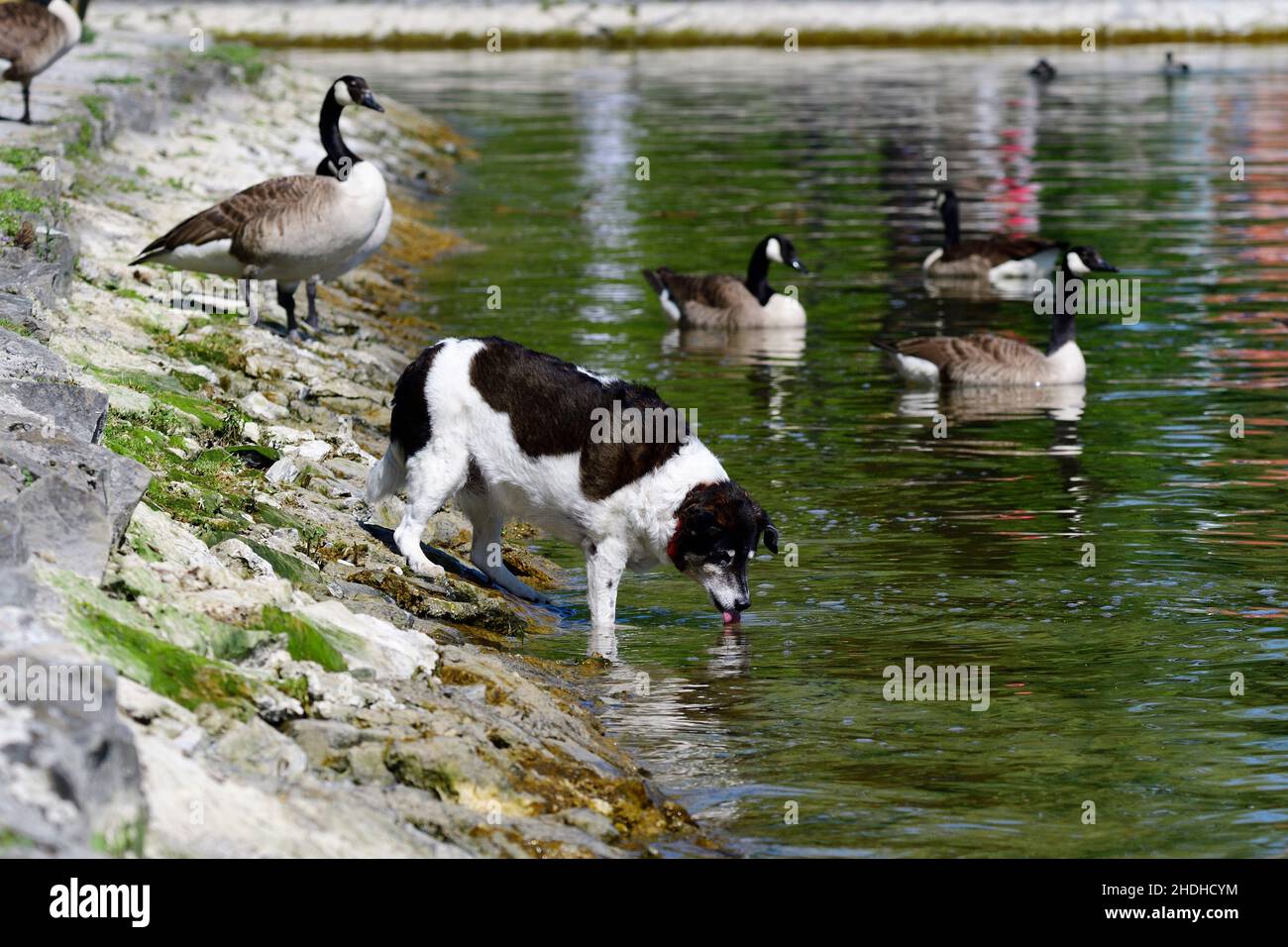 drinking, lake, dog, to drink, lakes, dogs Stock Photo