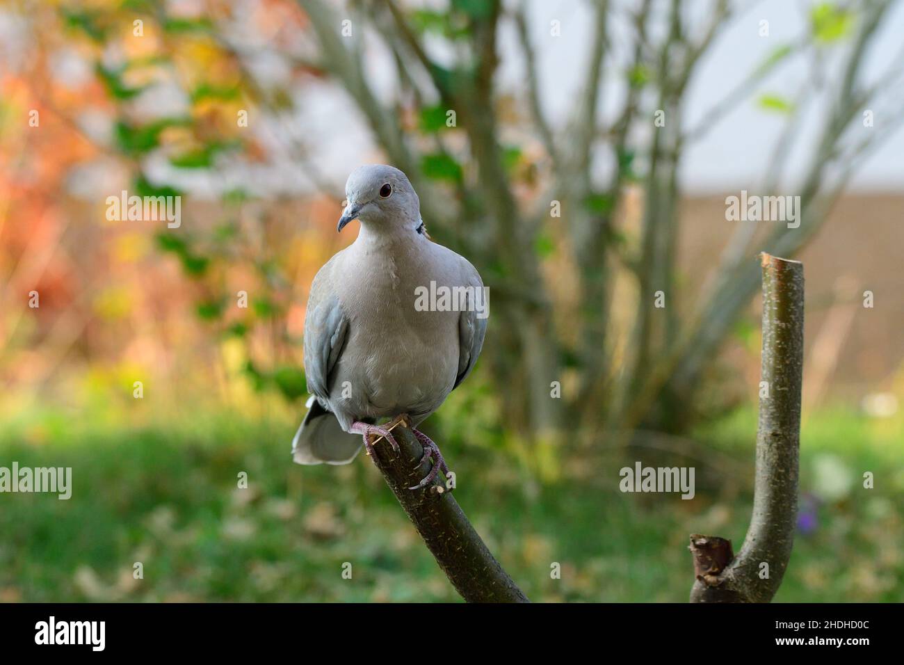 Deaf birds hi-res stock photography and images - Alamy