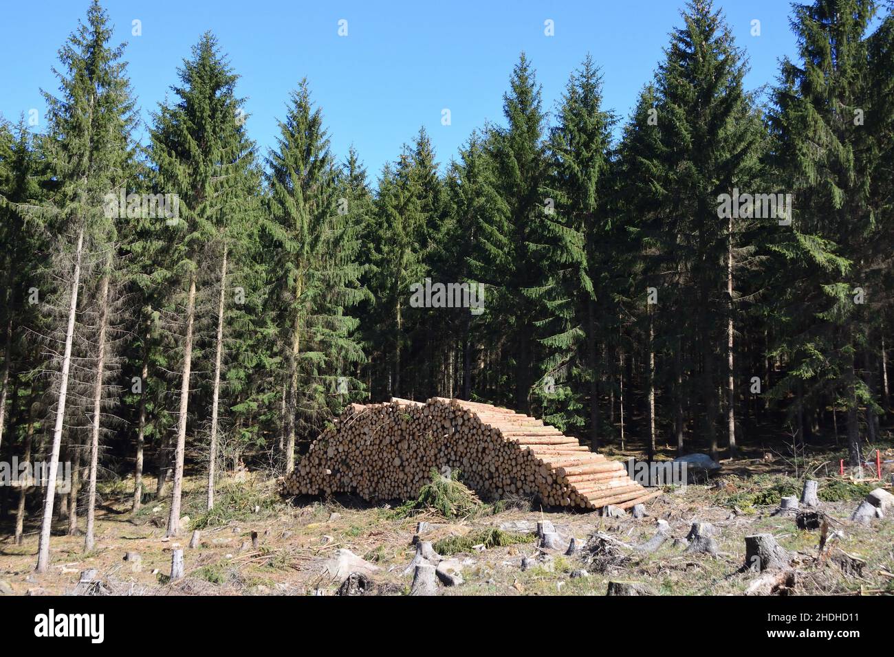 wood pile, forestry, timber industry, wood piles, forestries, lumber