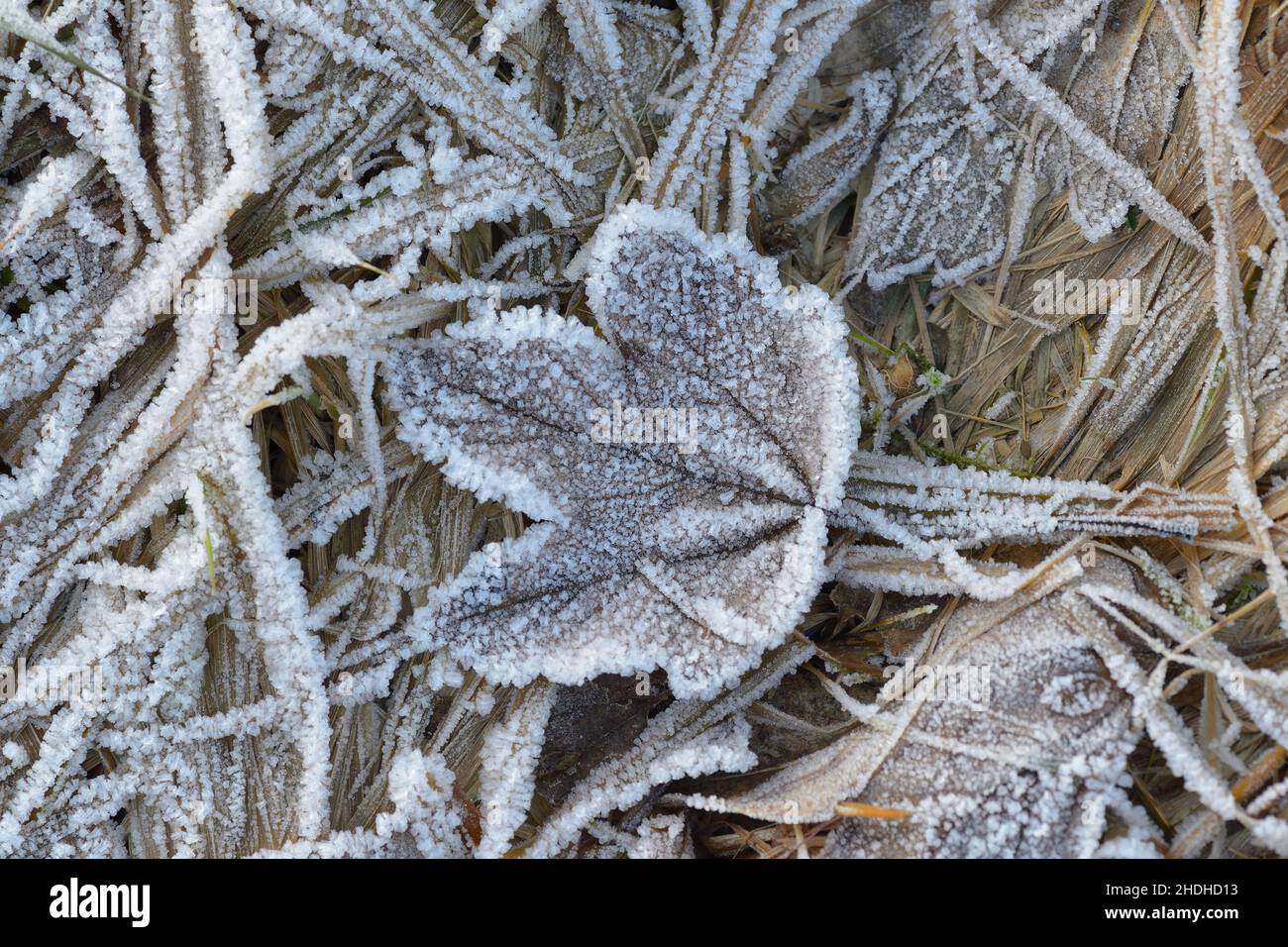 frozen, frost, ice crystals, frozens, frosts, ice crystal Stock Photo