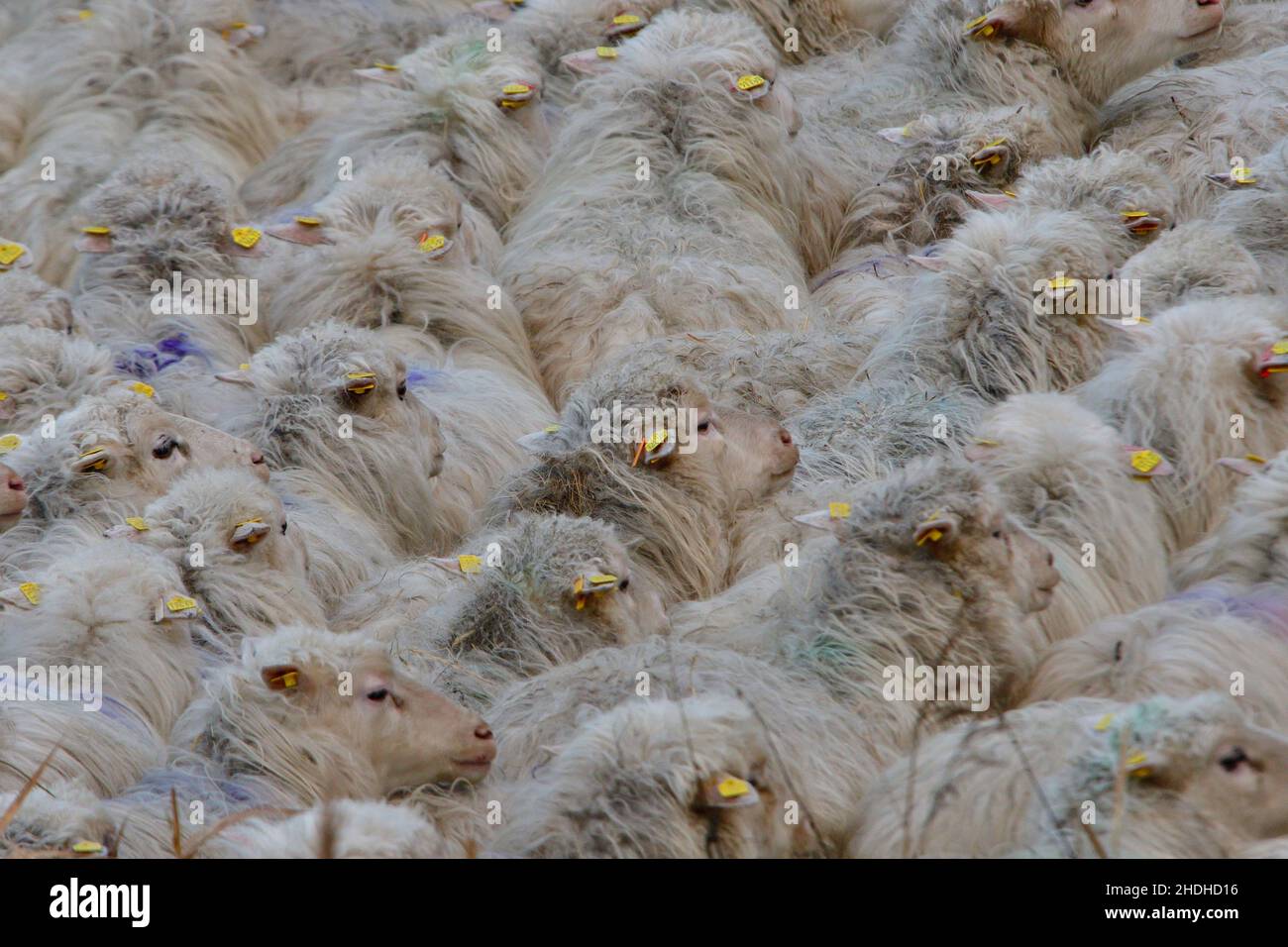 white-polled-heath-stock-photo-alamy