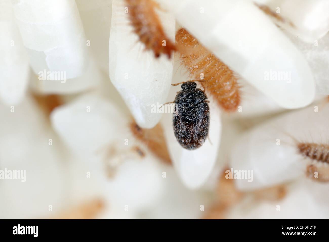 Larvae and beetle of Khapra beetle (Trogoderma granarium) on rice