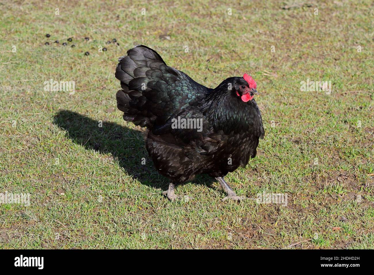 chicken, australorp, chickens Stock Photo Alamy