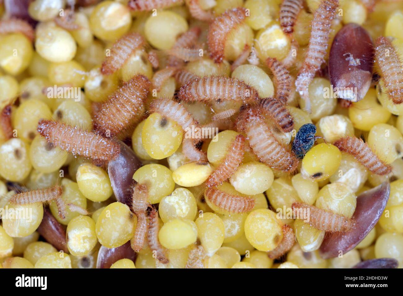 Khapra beetle (Trogoderma granarium) on groats. Dermestidae family pest