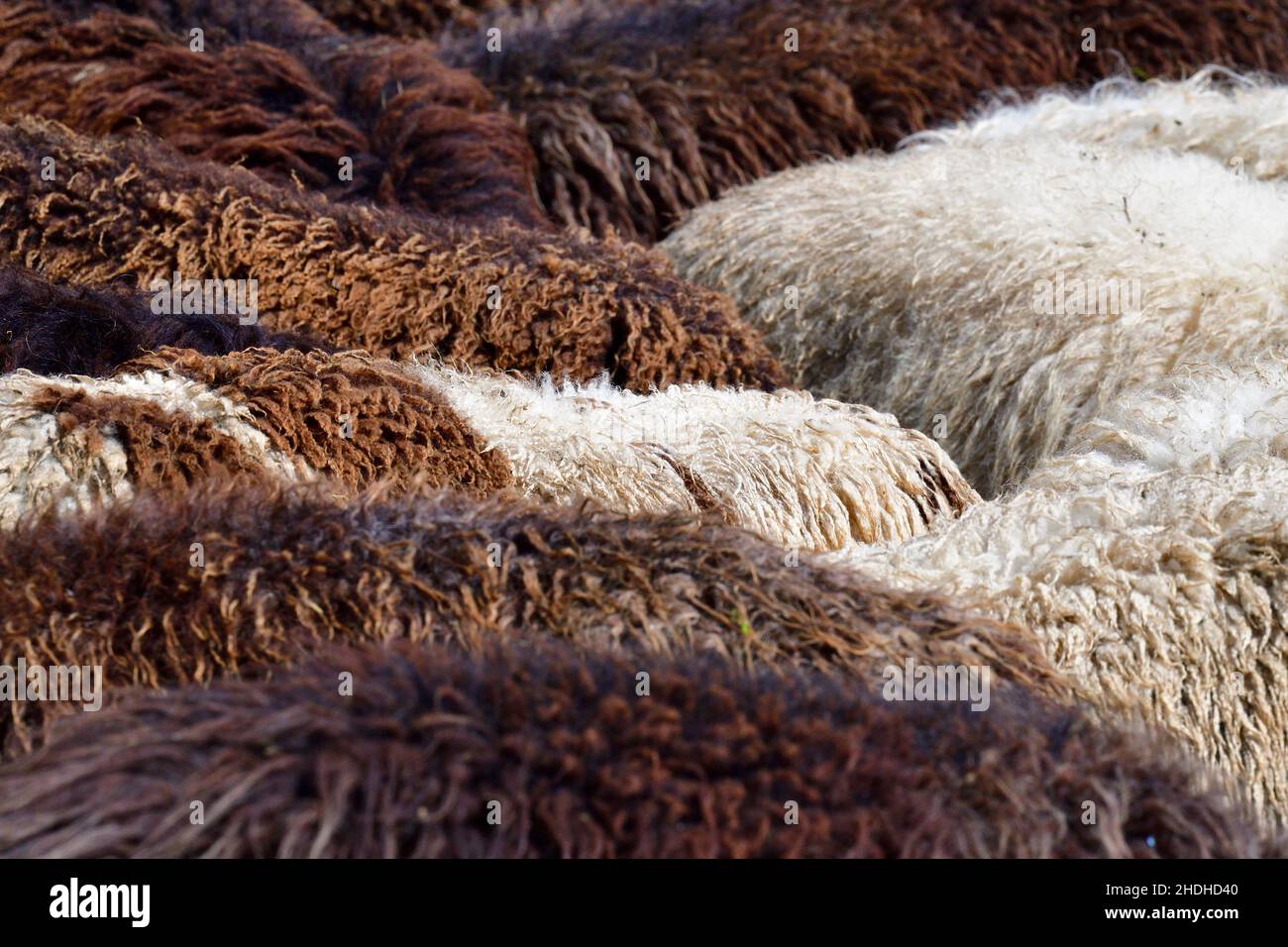 sheep, wool, sheeps, wools Stock Photo Alamy