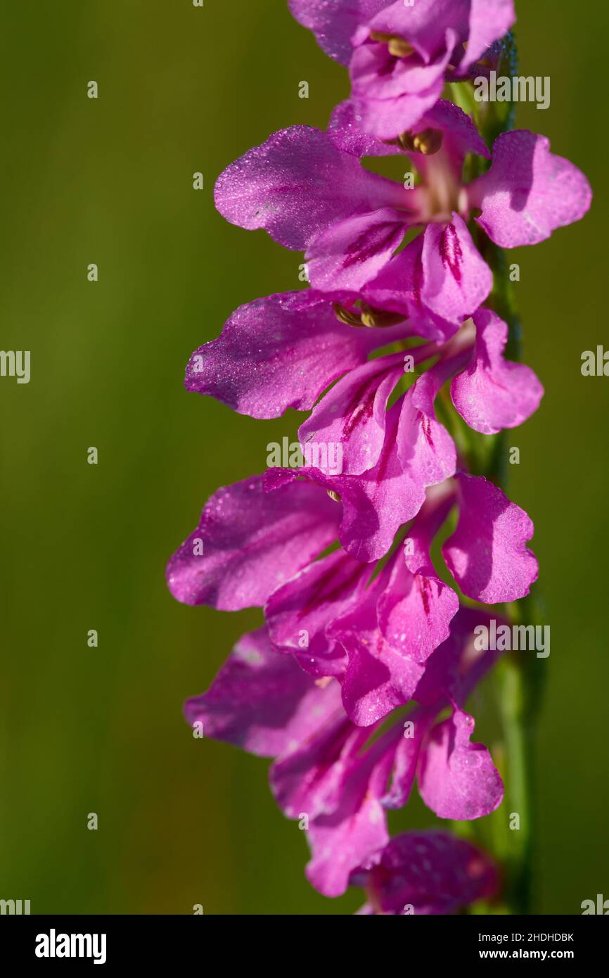 gladiolus, wildflower, gladiolus imbricatus l, wildflowers Stock Photo