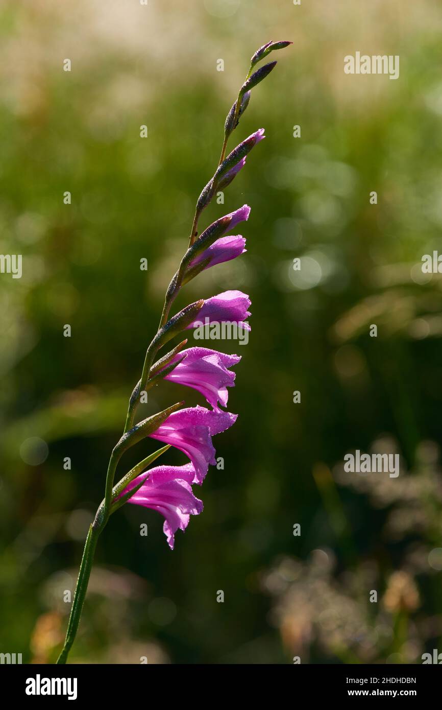gladiolus, gladiolus imbricatus l Stock Photo