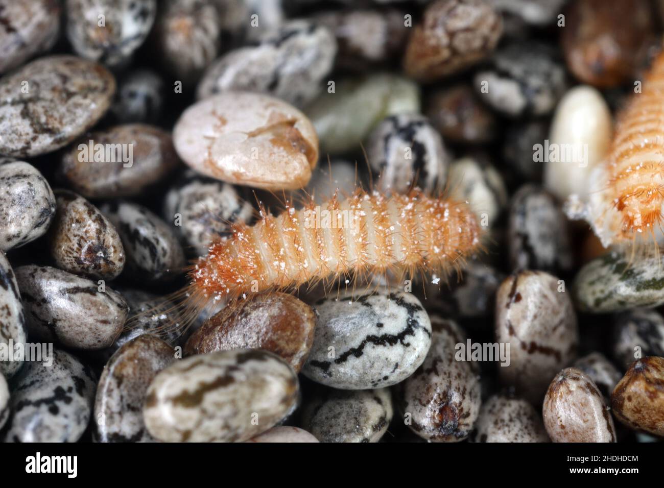 Khapra beetle (Trogoderma granarium) on chia seeds. Dermestidae family