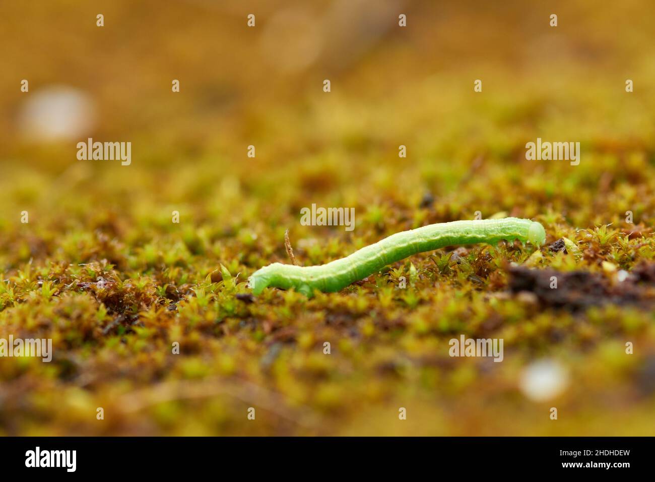 caterpillar, winter moth, caterpillars Stock Photo Alamy