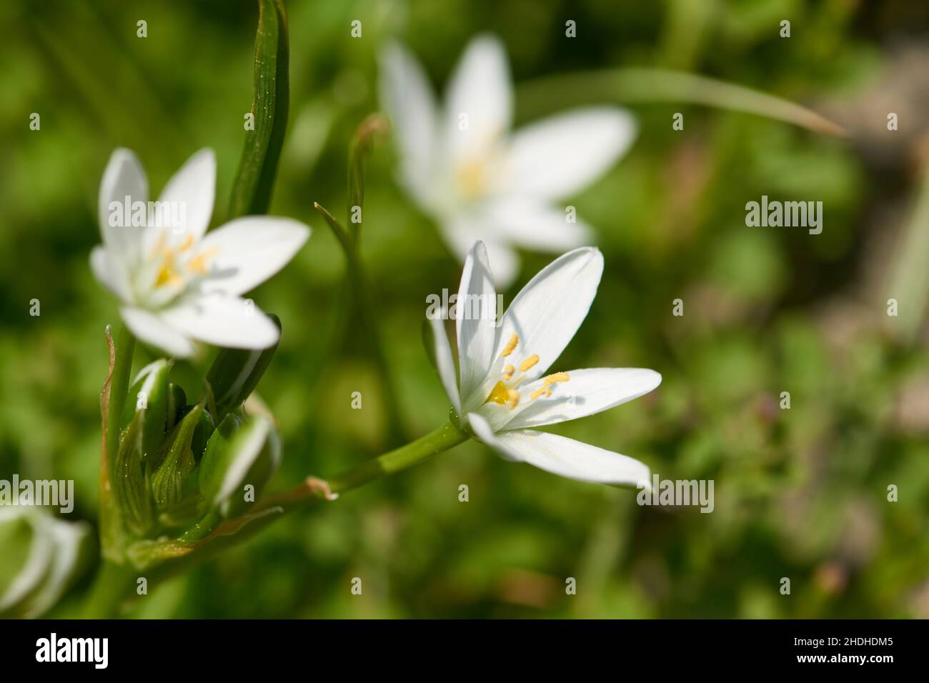 ornithogalum umbellatum, ornithogalum umbellatums Stock Photo