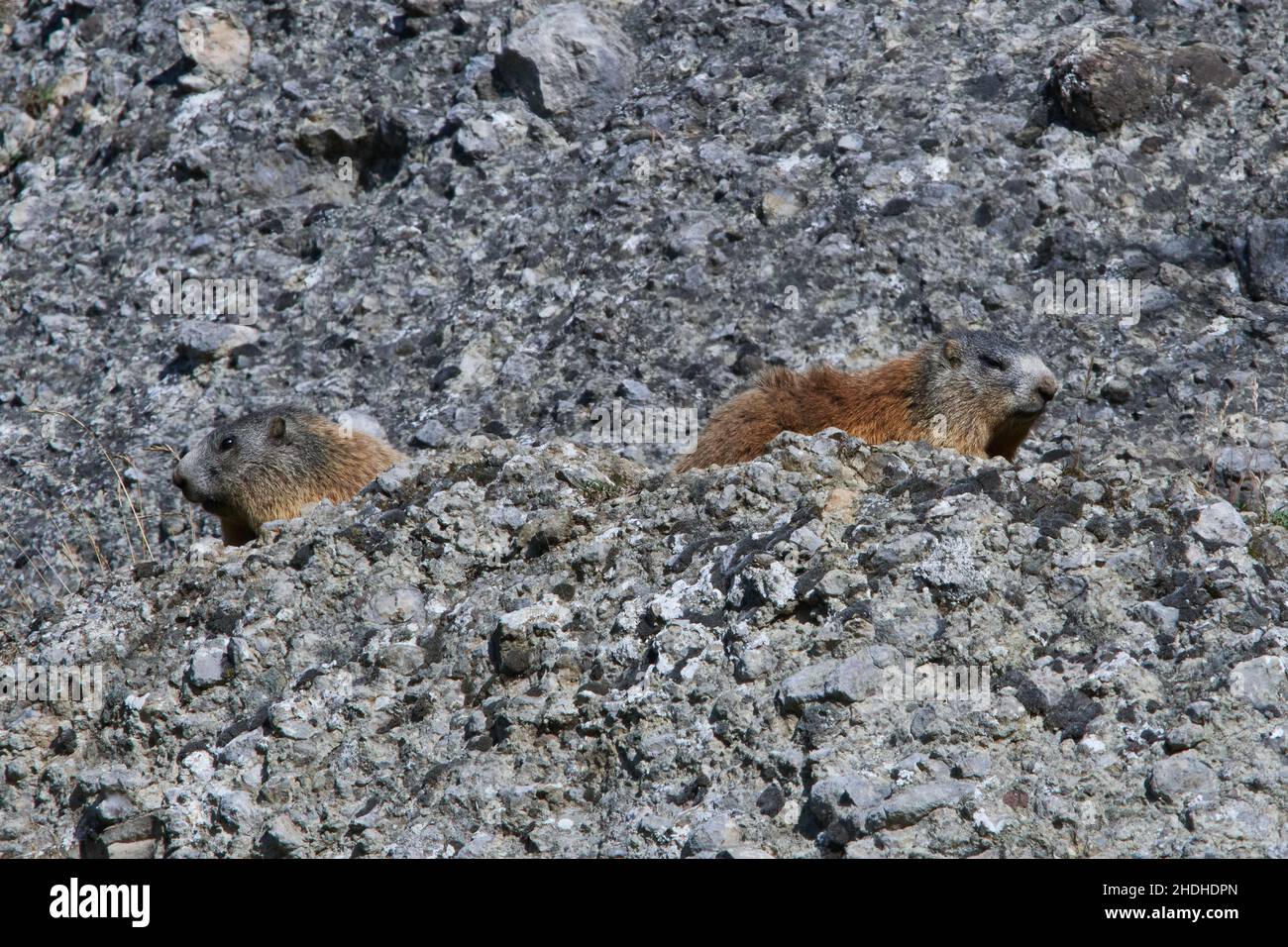 woodchuck, alpine marmot, woodchucks, alpine marmots Stock Photo - Alamy