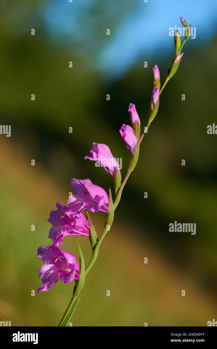 gladiolus imbricatus Stock Photo
