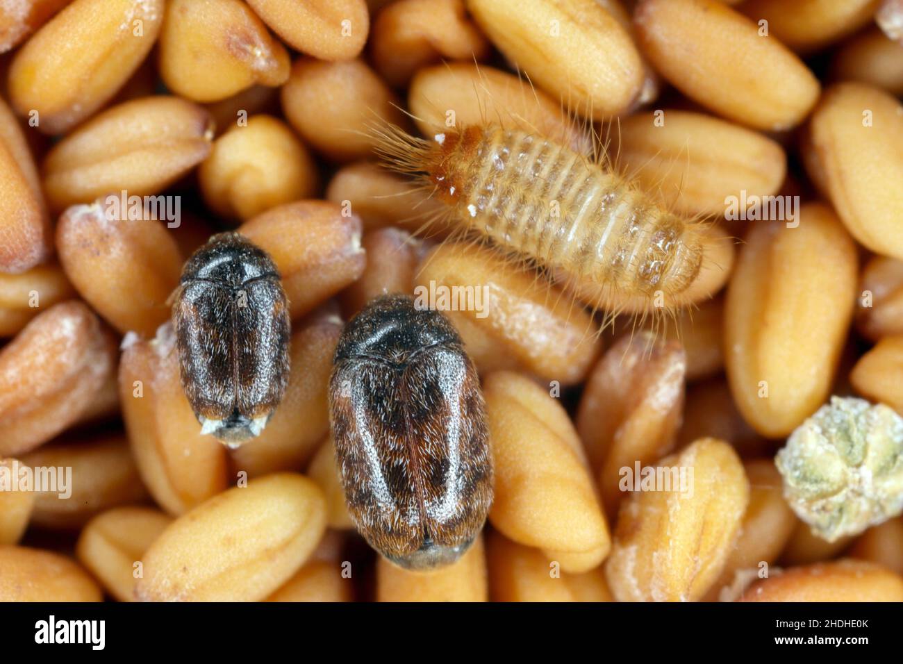 Khapra beetle deals