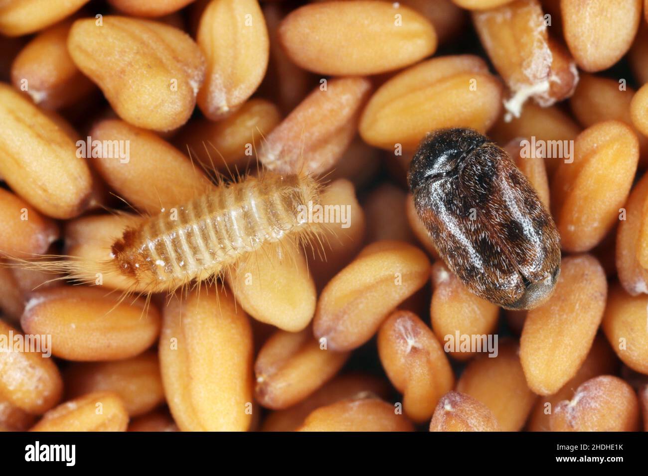 Khapra beetle Trogoderma granarium Dermestidae family pest of stored
