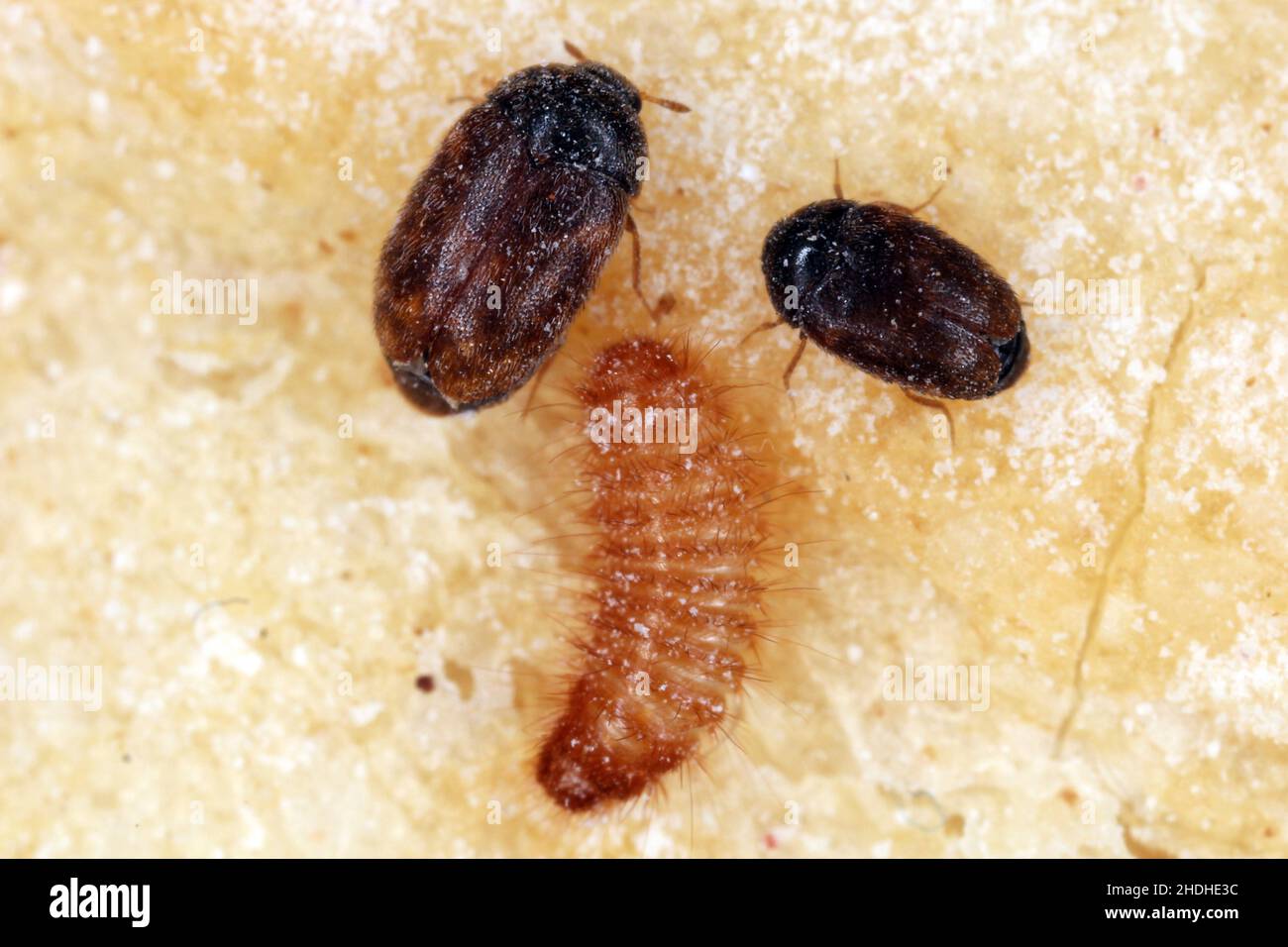 Khapra beetle Trogoderma granarium Dermestidae family pest of stored