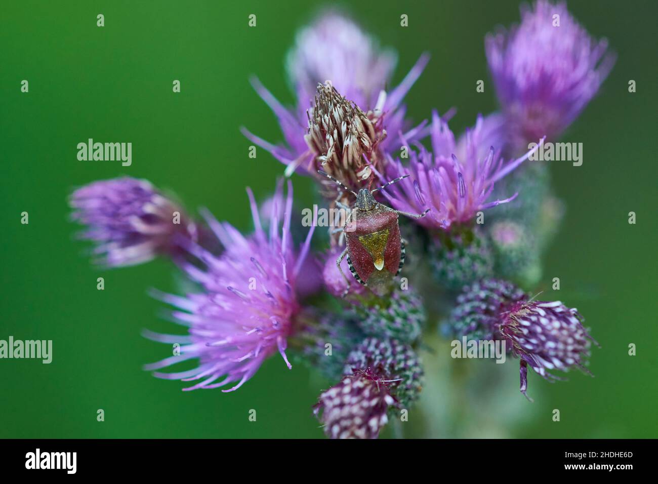 berry bug Stock Photo