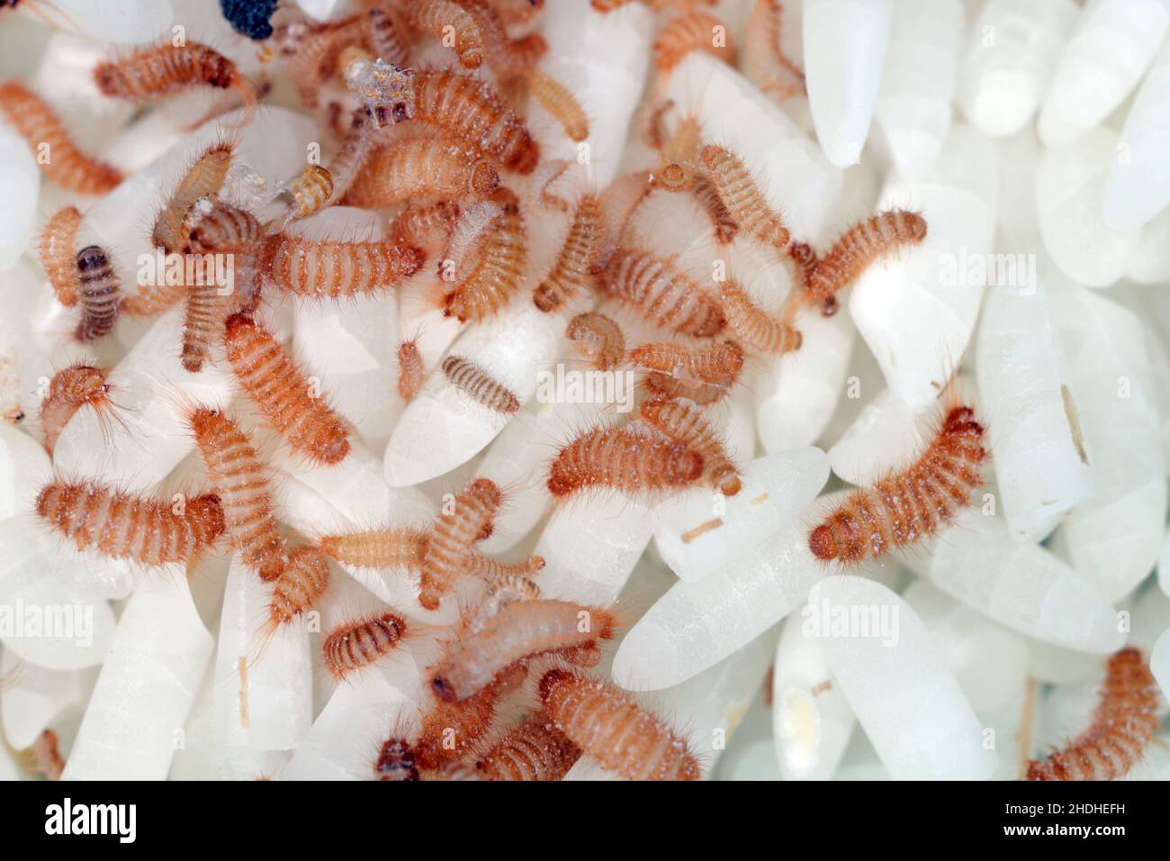 Larvae of Khapra beetle (Trogoderma granarium) on rice grains