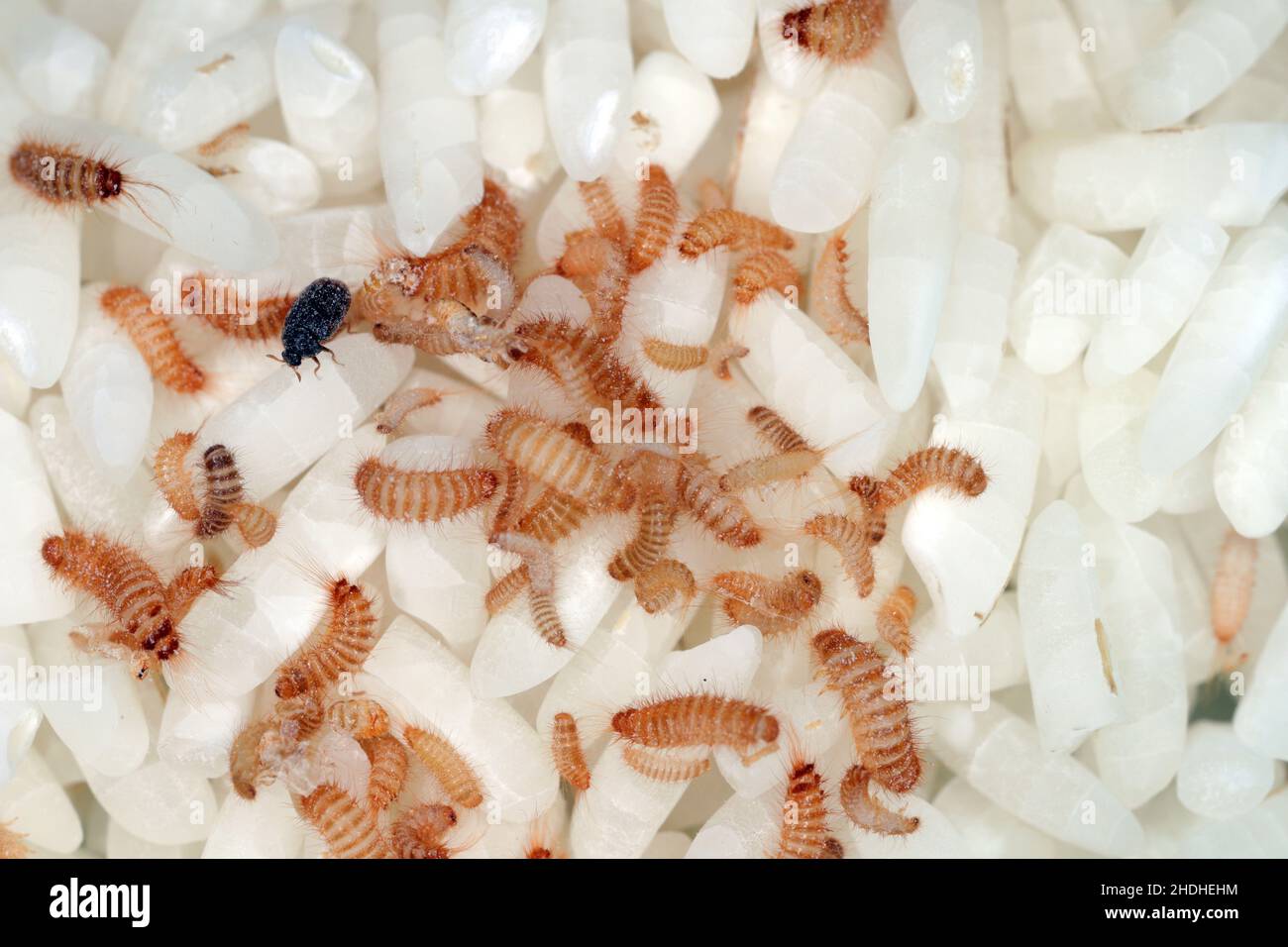 Larvae of Khapra beetle (Trogoderma granarium) on rice grains
