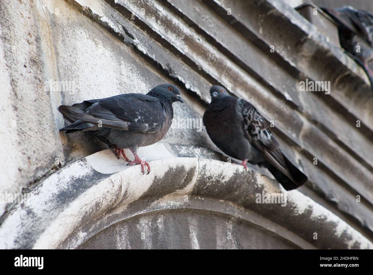 pigeons, pigeon Stock Photo