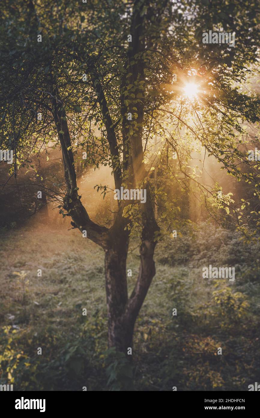 forest, sunbeams, forests, wood, woodland, woods, sun beams, sun ray ...