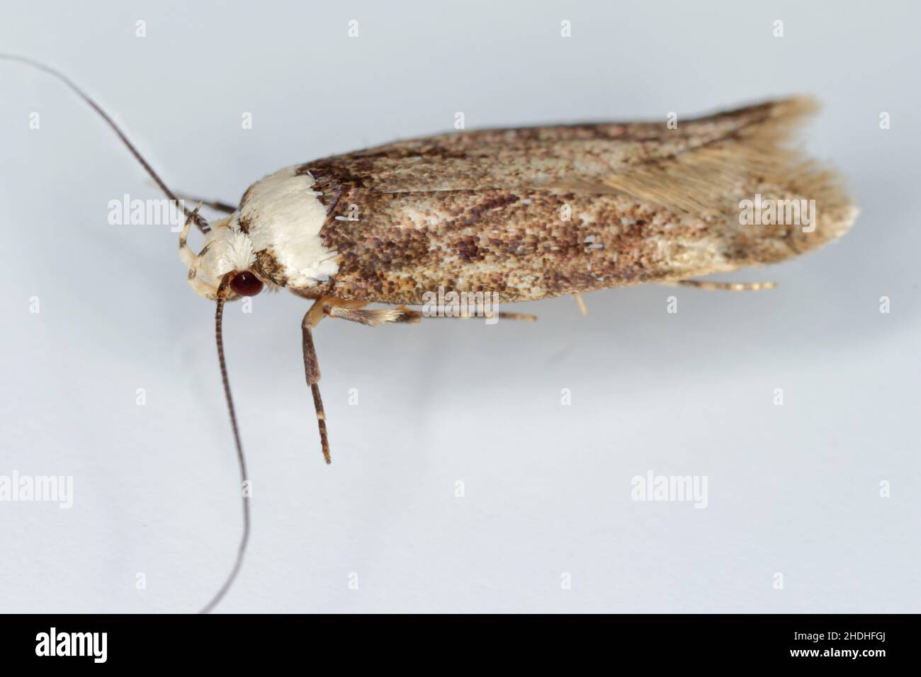 A white shouldered house moth - Endrosis sarcitrella a common house pest that breeds all year round and it is fond of grain, cereals, wool and other f Stock Photo