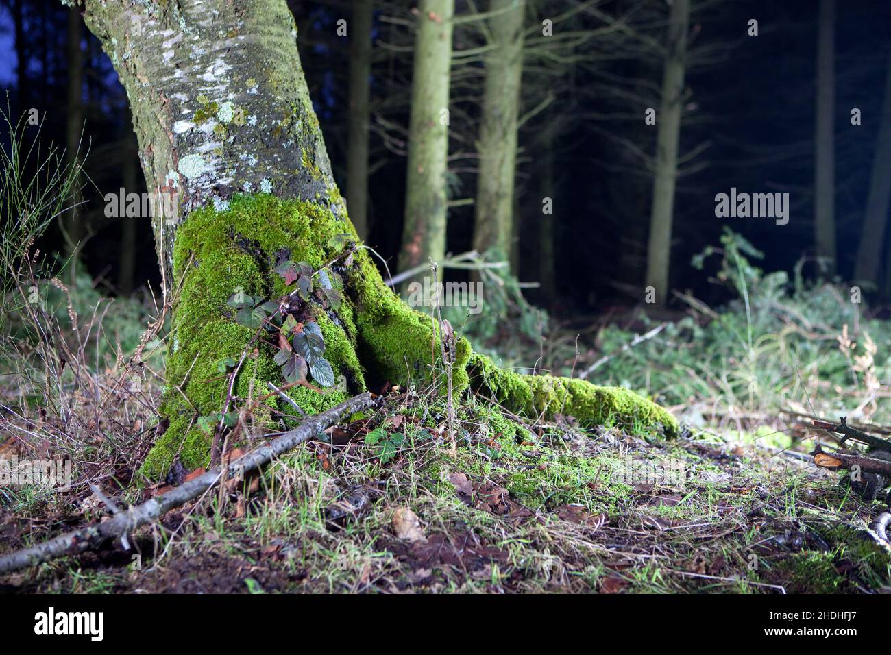 forest, forests, wood, woodland, woods Stock Photo