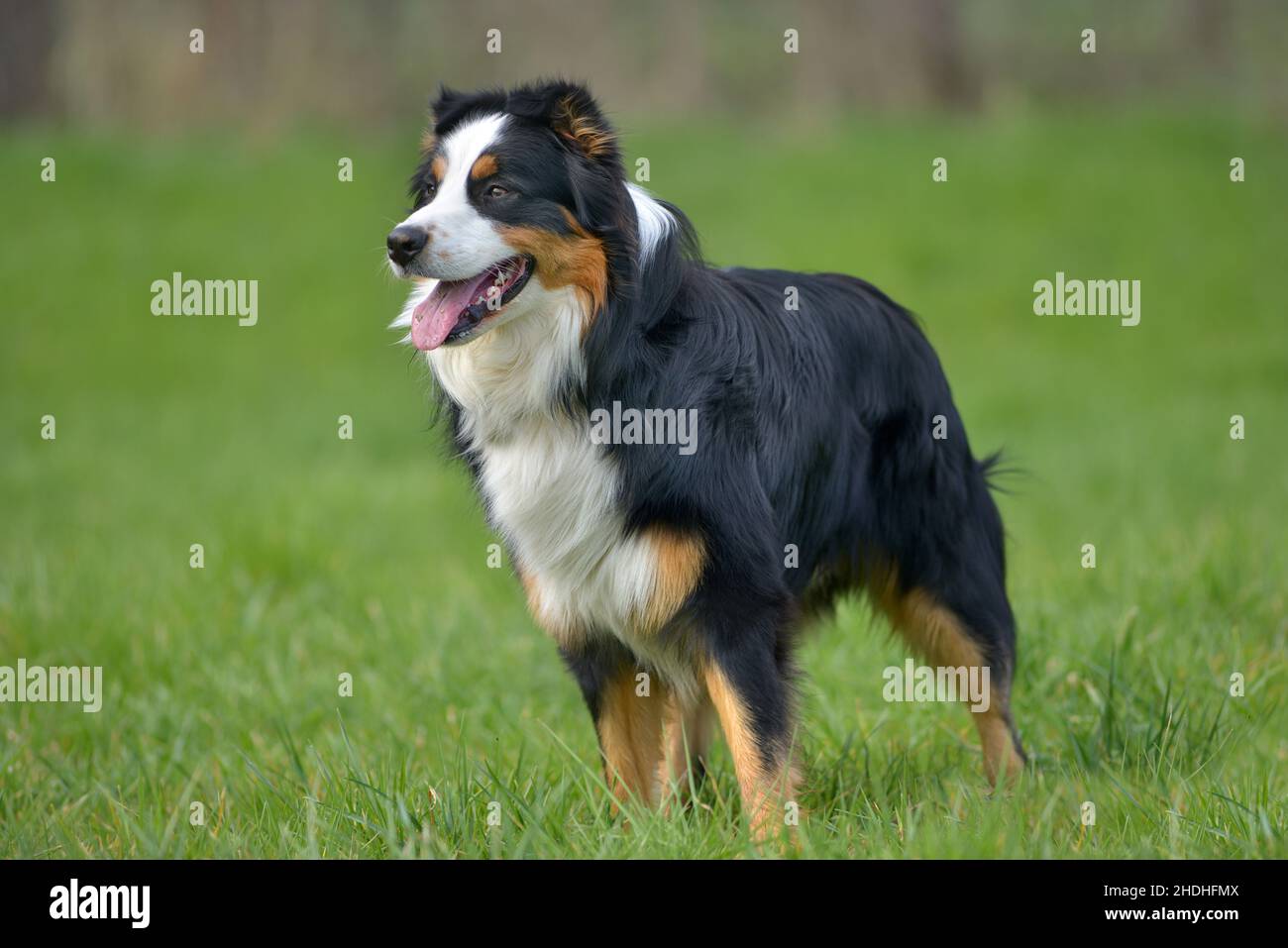 sheepdog, australian shepherd, sheepdogs Stock Photo Alamy