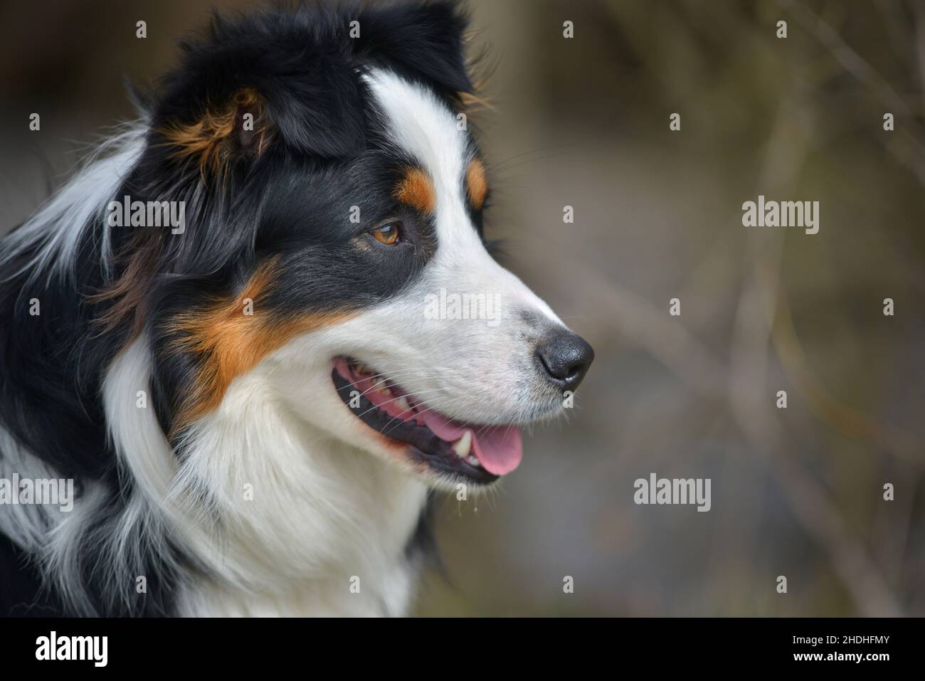 Australian sheepdog hires stock photography and images Alamy