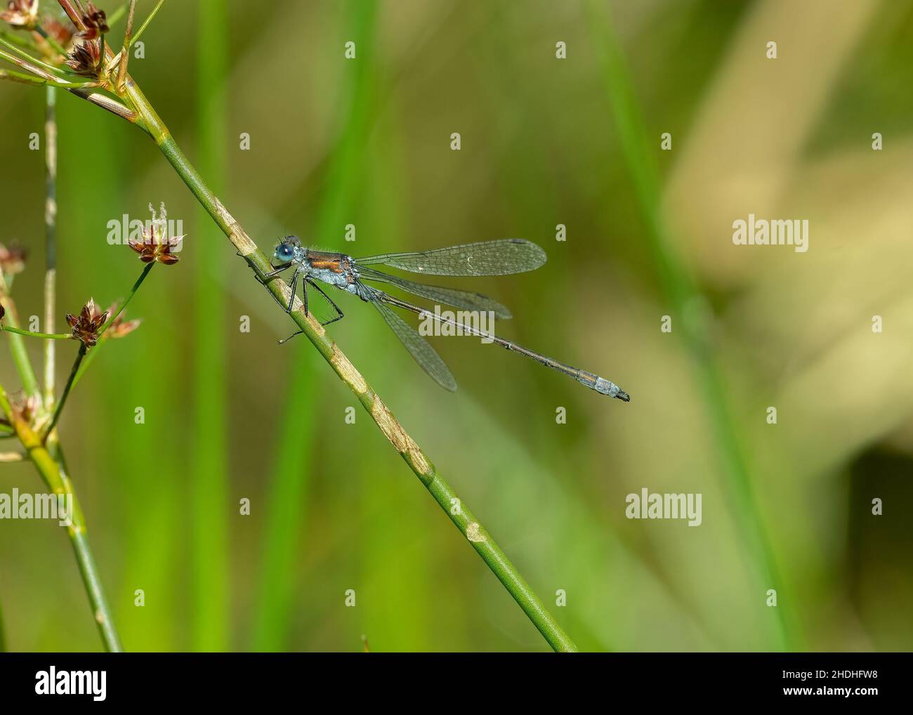Emerald damselfly (Lestes sponsa Stock Photo - Alamy