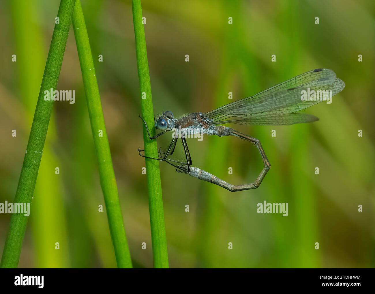 Emerald damselfly (Lestes sponsa Stock Photo - Alamy