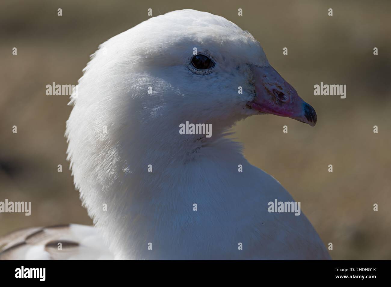 Portrait of an Andean Goose (Chloephaga melanoptera) Stock Photo