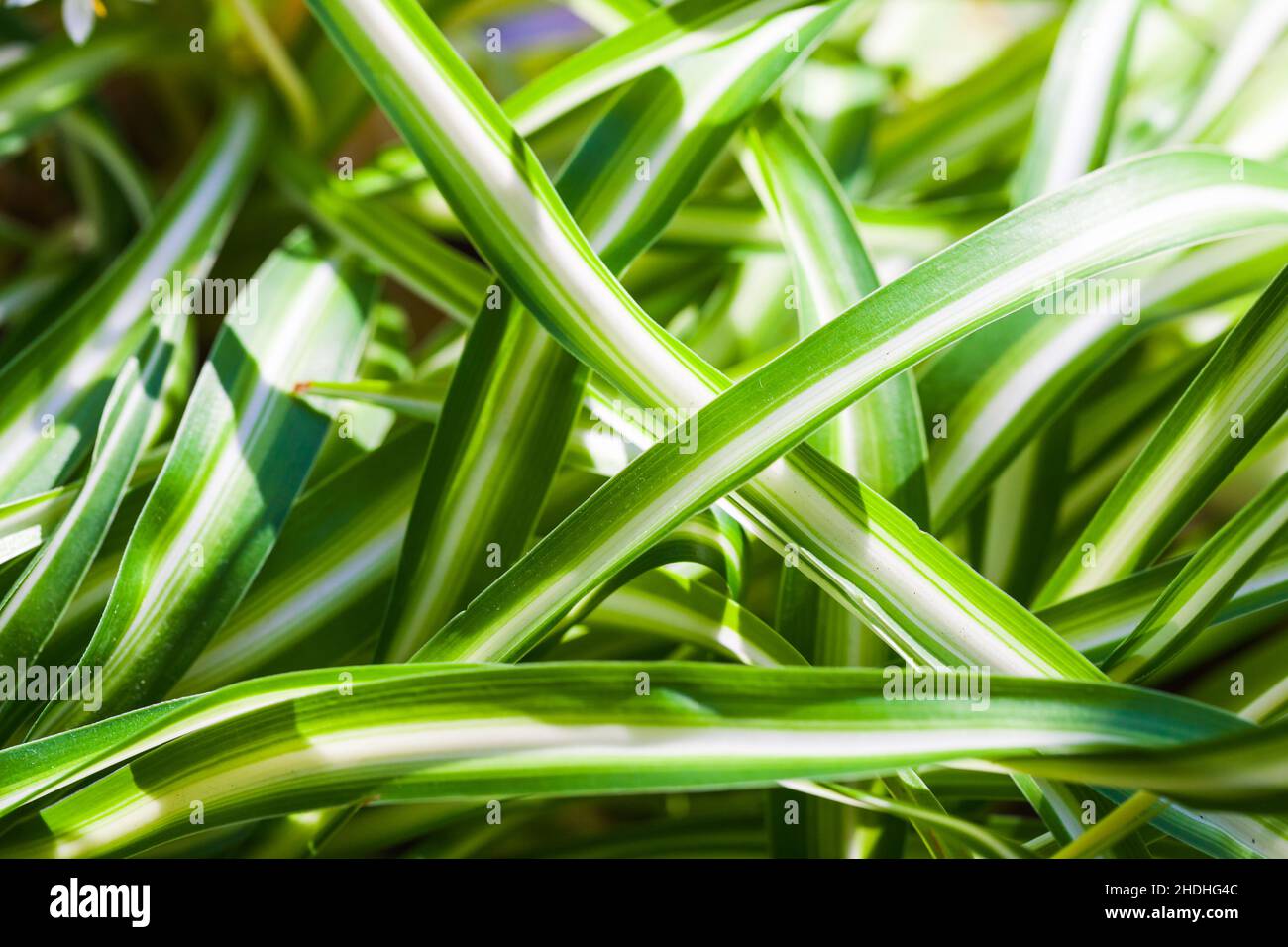 Colorful leaves of tropical plant dracaena reflexa, natural green background Stock Photo