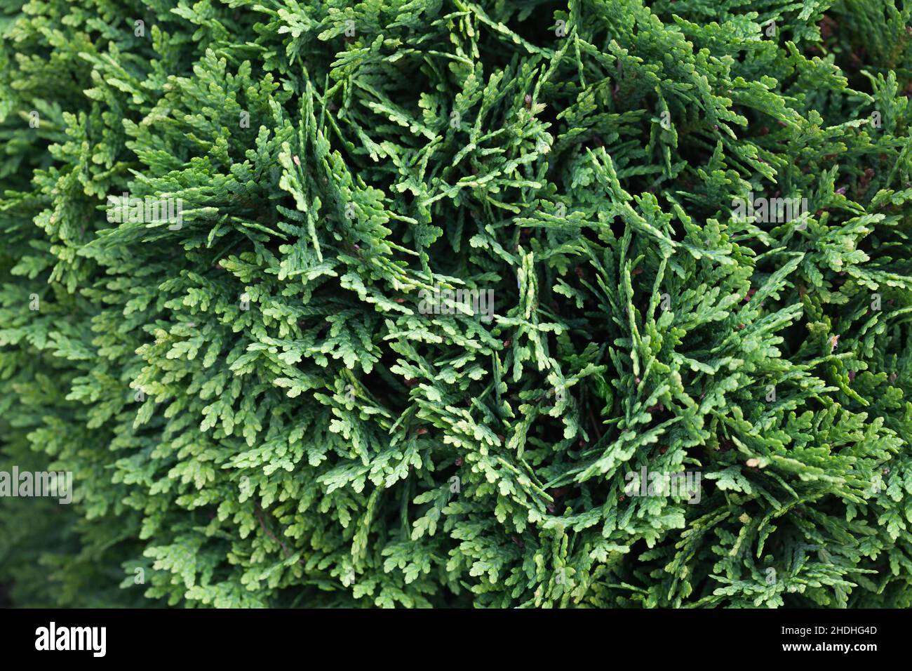 Green hedgerow macro photo, Natural thuja branches, background photo texture Stock Photo