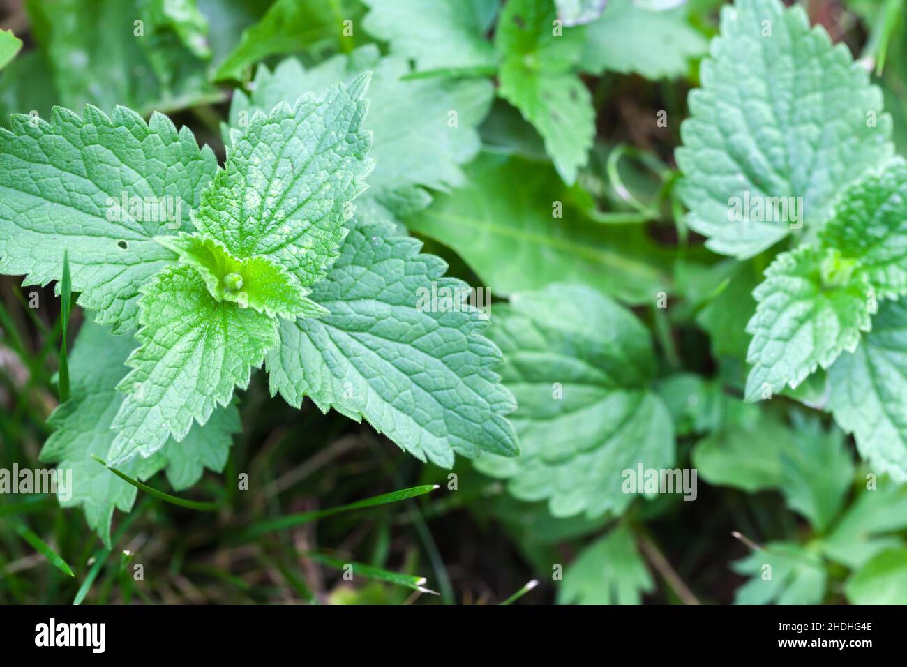 Green leaves of the Urtica, nettles or stinging nettles, close up photo Stock Photo
