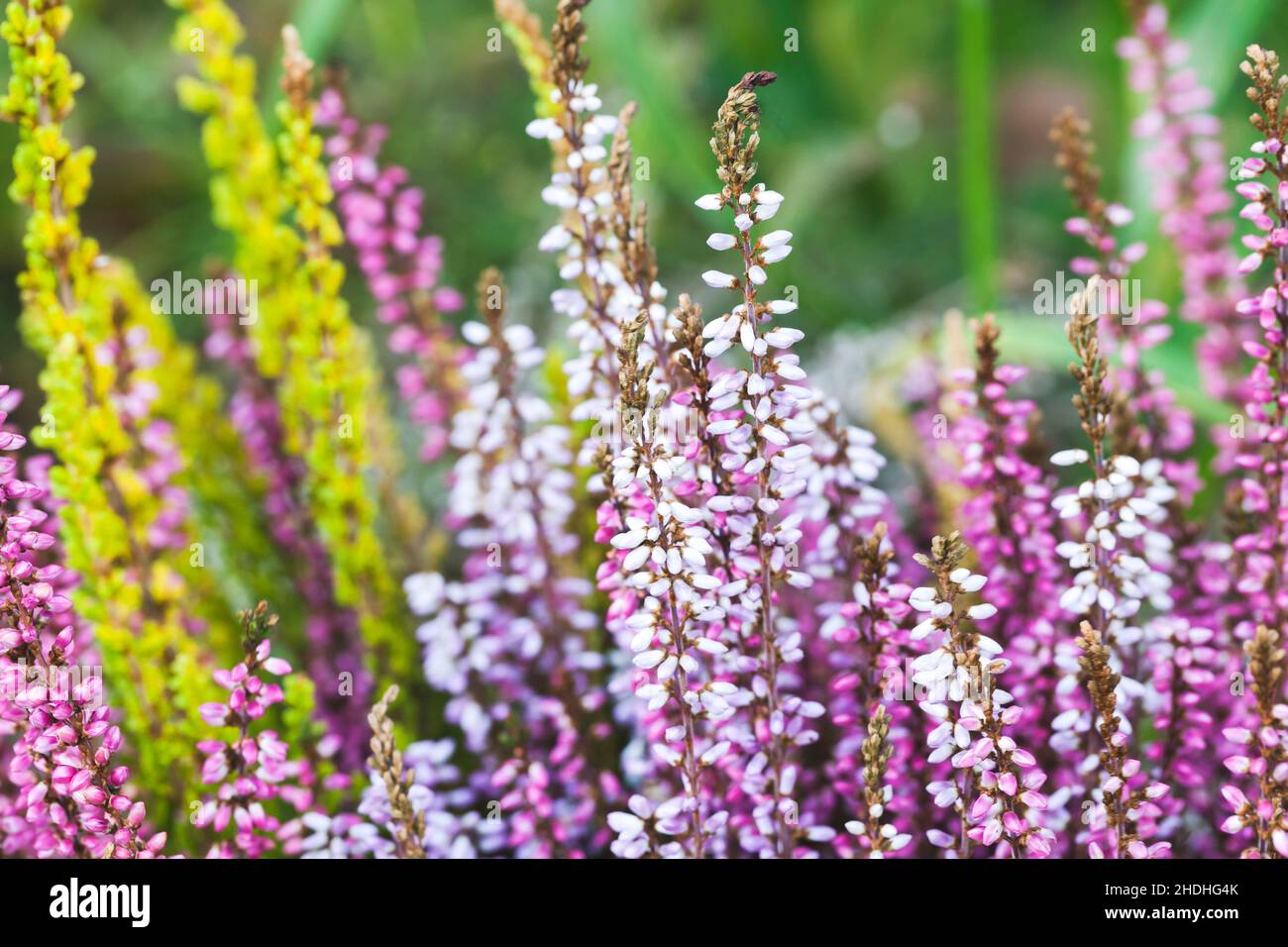 Calluna vulgaris, Ling, Erica, Heather. Floral background