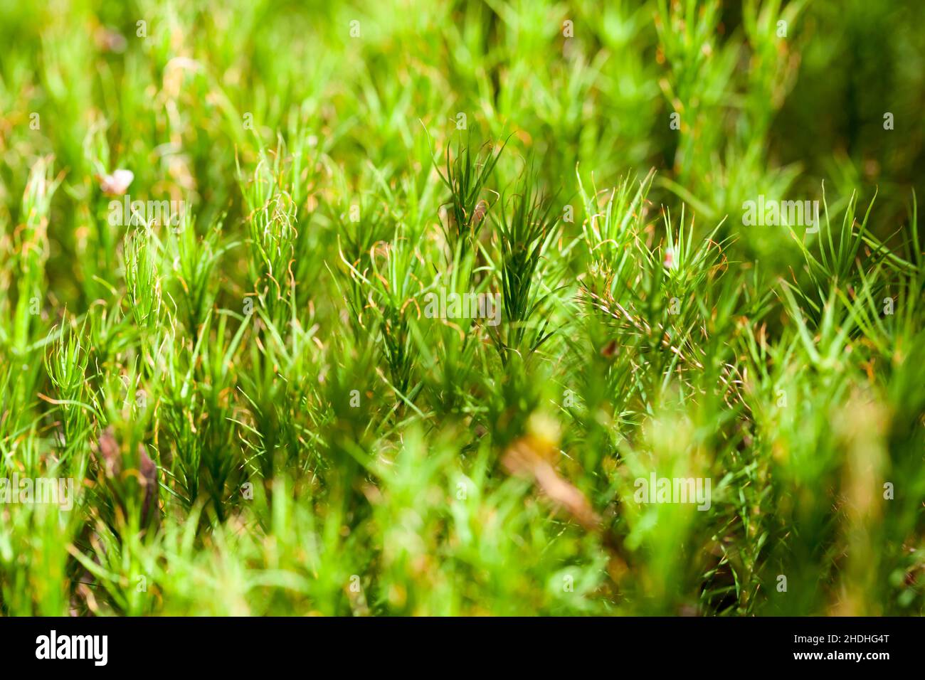 Green moss in a sunlight, macro photo with selective soft focus Stock Photo