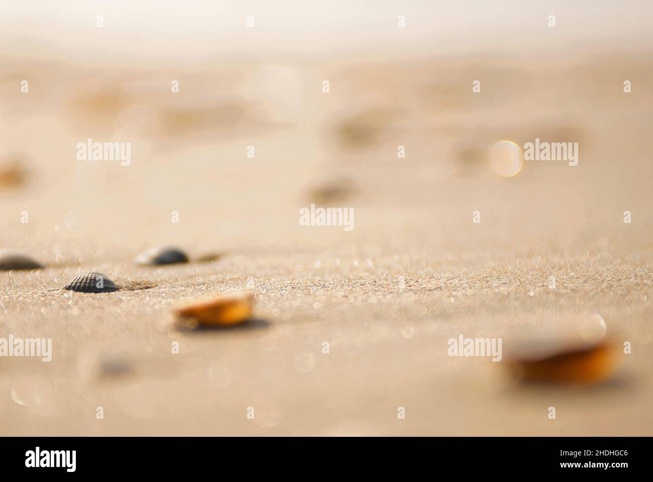 beach, mussel, beaches, seaside, mussels Stock Photo Alamy