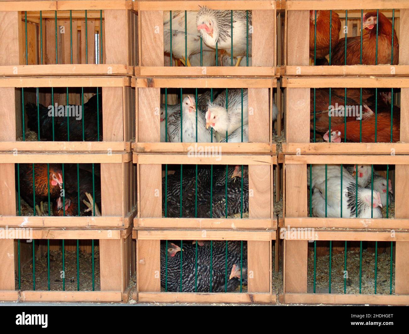 transportation, chicken, pet carrier, transport, transportations