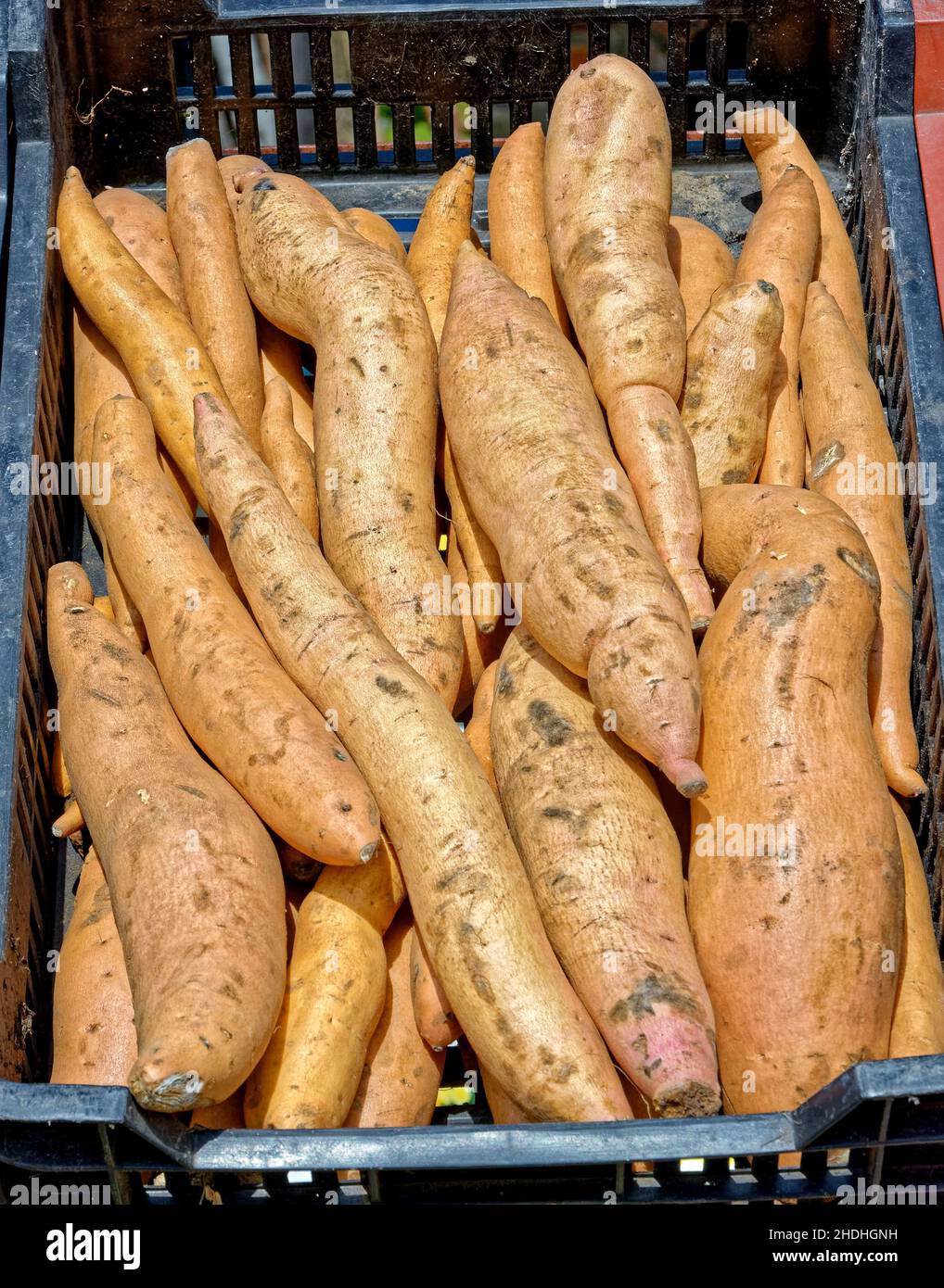 potato variety, yam, potato varieties, yams Stock Photo Alamy